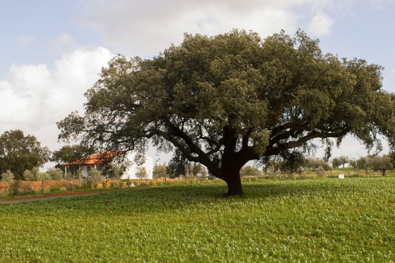 Monte Quinta Verde Ferreira Do Alentejo Exteriér fotografie