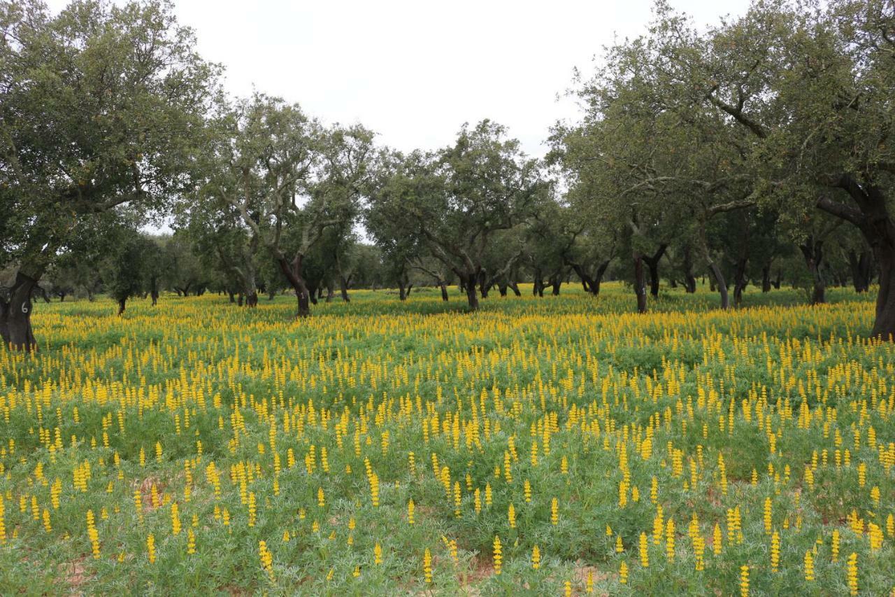 Monte Quinta Verde Ferreira Do Alentejo Exteriér fotografie